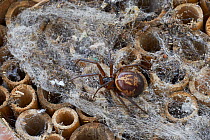False black widow spider (Steatoda nobilis) the most poisonous spider found in Britain - imported into the country, probably from Canary Isles, Sussex, UK