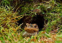 Common toad (Bufo bufo) looking out of hole, Sussex, UK