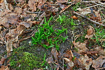 Bluebell (Hyacinthoides non-scripta) shoots emerging in late winter, Sussex, UK February