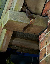 Pipistrelle bat (Pipistrellus pipistrellus) flying from its daytime roost in barn roof, Sussex, UK