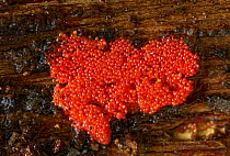 Slime mould (Arcyria sp) found on dead wood, Sussex, UK
