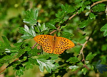 Silver washed fritillary butterfly (Argynnis paphia) resting with wings open, Sussex, UK