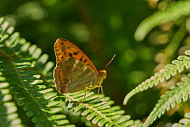 Silver washed fritillary butterfly (Argynnis paphia) resting with wings closed, Sussex, UK