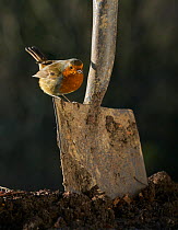 Robin (Erithacus rubecula) perched on spade on the lookout for worms, Sussex, UK January