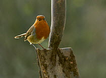 Robin (Erithacus rubecula) perched on spade in garden, Sussex, UK January