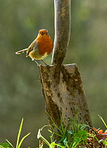 Robin (Erithacus rubecula) singing, perched on spade in garden, Sussex, UK January