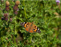 Painted lady butterfly (Vanessa cardui) on Creeping thistle, Sussex, UK