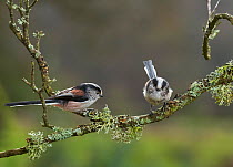 Long tailed tits (Aegithalos caudatus) on lichen covered branch, Sussex, UK December