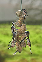 Long tailed tits (Aegithalos caudatus) small flock feed on hanging feeder, Sussex, UK December