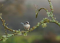 Long tailed tit (Aegithalos caudatus) on lichen covered branch, Sussex, UK December