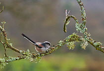 Long tailed tit (Aegithalos caudatus) on lichen covered branch, Sussex, UK December