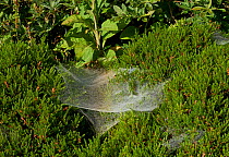 Labyrinth spider (Agelena labyrinthica) web on plants, Sussex, UK