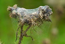Hunting spider (Pisaura mirabilis) on web in rain, Sussex, UK