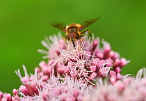Hoverfly (Eristalis arbustorum) on Hemp Agrimony (Eupatorium cannabinum) Sussex, UK