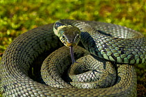Grass snake (Natrix natrix) coiled up and using forked tongue to smell and taste the air, Sussex, UK