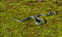 Grass snake (Natrix natrix) moving across the ground, Sussex, UK
