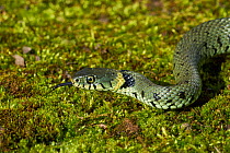 Grass snake (Natrix natrix)  showing forked tongue, smelling and tasting the air, Sussex, UK
