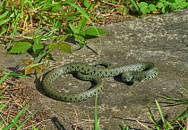 Grass snake (Natrix natrix) basking in sunshine, Sussex, UK
