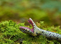 Grass snake (Natrix natrix) feigning death, defensive behaviour, Sussex, UK