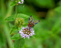 Fly (Alophora hemiptera) Sussex, UK