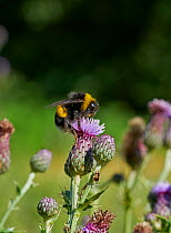Buff-tailed bumblebee (Bombus terrestris) on creeping thistle (Cirsium arvense) Sussex, UK