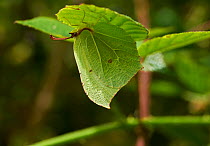 Brimstone butterfly (Gonepteryx rhamni) female hiding under leaf, Sussex, UK