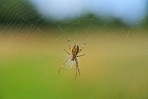 Bordered orb weaver spider (Neoscona adianta) on web, Sussex, UK