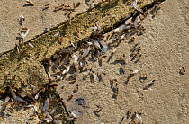 Black garden ants (Lasius niger) swarming with male and female winged ants leaving nest, Sussex, UK