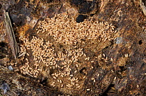 Black ants (Lasius niger) and cocoons at nest, Sussex, UK