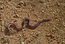 Mediterranean worm lizard (Blanus cinereus) Extremadura, Spain