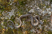 Viperine snake (Natrix maura) a harmless water loving species, Extremadura, Spain