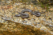 Viperine snake (Natrix maura) a harmless water loving species, Extremadura, Spain