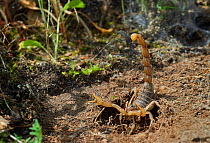 Scorpion (Buthus occitanus) in defensive stance at entrance to burrow under stone, Exremadura, Spain