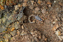 Scorpion (Buthus occitanus) at entrance to burrow under stone, Exremadura, Spain