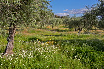 Olive grove (Olea europaea) and flower meadow Exremedura, Spain, April 2015