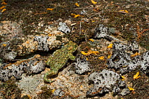 Natterjack toad (Epidalea calamita) walking across ground, Extremadura, Spain