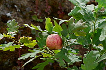 Oak (Quercus robur) apple/ gall caused by a small parasitic wasp, Extermadura, Spain