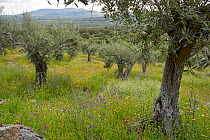 Olive grove (Olea europaea) Extermadura, Spain April 2015