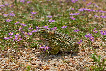 Natterjack toad (Epidalea calamita) camouflaged on flowers, Extremadura, Spain