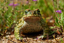 Natterjack toad (Epidalea calamita) Extremadura, Spain