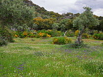 Olive grove (Olea europaea) and wild flower meadow, Extremadura, Spain 2015