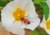 Longhorn beetle (Cerambycidae) on  Cistus flower, Extremadura, Spain