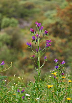 Purple Vipers Bugloss (Echium plantagineum)  Extremadura, Spain