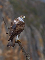Bonelli's eagle (Aquila fasciata) perching on branch, Catalogne, Spain, February