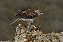 Bonelli's eagle (Aquila fasciata) feeding on Red-Legged partridge (Alectoris rufa) Catalogne, Spain, February