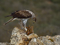 Bonelli's eagle (Aquila fasciata) feeding on Red-Legged partridge (Alectoris rufa) Catalogne, Spain, February