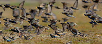 Common starlings (Sturnus vulgaris) mass group in flight, Spain, February