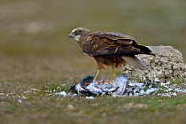 Western marsh harrier (Circus aeruginosus) feeding on Pigeon (Columba palumbus) Sierra de Gredos, Spain, February