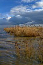 Estuary of the Loire, Loire Atlantique, France