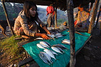 Women selling fish at Sittwe fish market. Rakhine State, Myanmar 2012